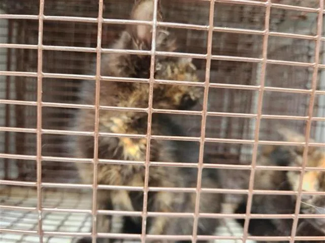 A baby medium-sized female Domestic Short Hair cat named A for adoption in Houston, TX
