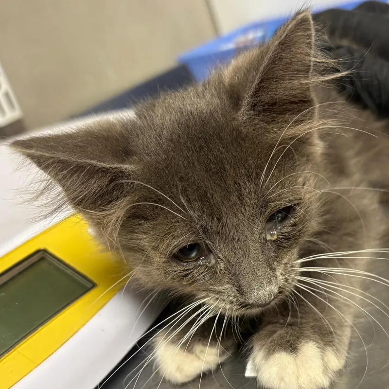 A baby small-sized male Domestic Short Hair cat named Aerosmith for adoption in Yuma, AZ