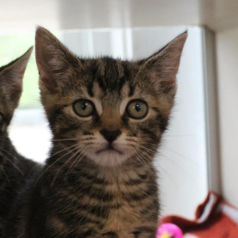A baby small-sized male Brown / Chocolate Domestic Short Hair cat named Pringle for adoption in Gloucester, VA