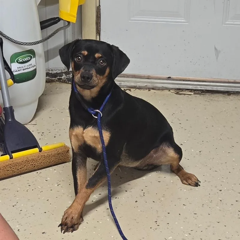A young small-sized female Black Mixed Breed dog named Flo for adoption in Springboro, OH