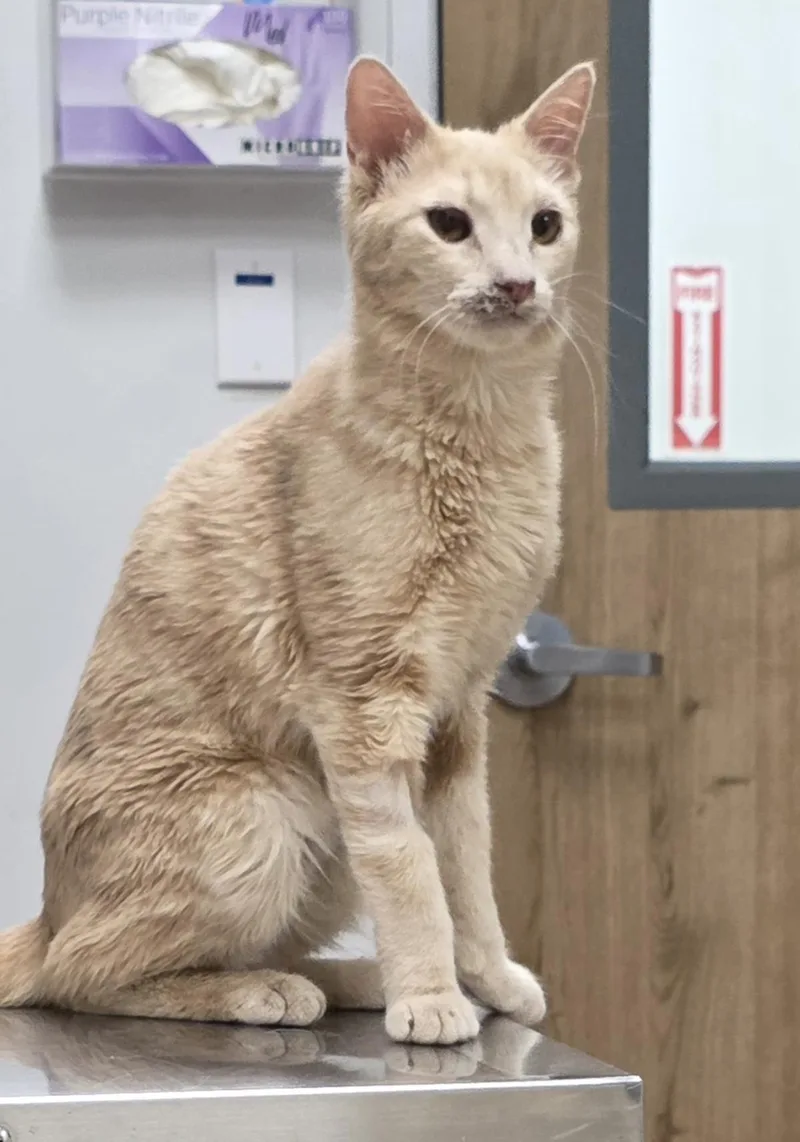 A young medium-sized male Orange / Red Domestic Short Hair cat named Jasper Sunfire for adoption in Chandler, AZ