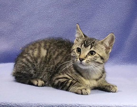 A baby medium-sized male Tabby (Brown / Chocolate) Domestic Short Hair cat named Marty for adoption in Overland Park, KS