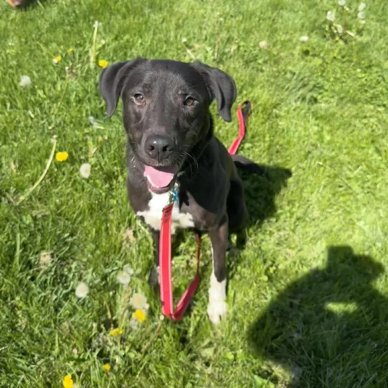 An adult medium-sized male Labrador Retriever dog named Wallie for adoption in St. Charles, IL