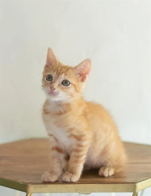 A baby small-sized male Domestic Short Hair cat named Hobbes for adoption in Pearland, TX