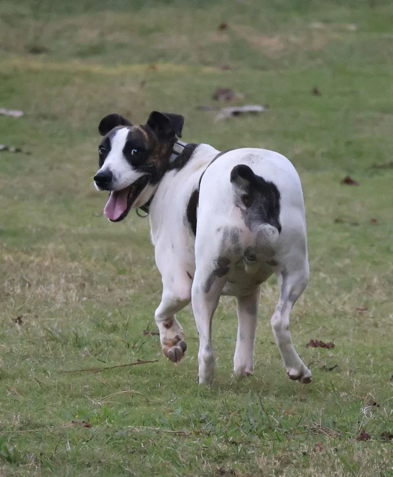 Brisket Vines thumbnail 2