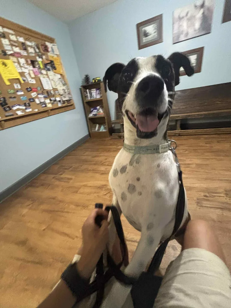 Brisket Vines thumbnail 3