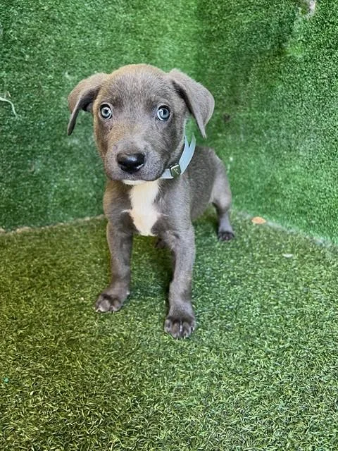 A baby small-sized male Labrador Retriever dog named A for adoption in Lancaster, CA