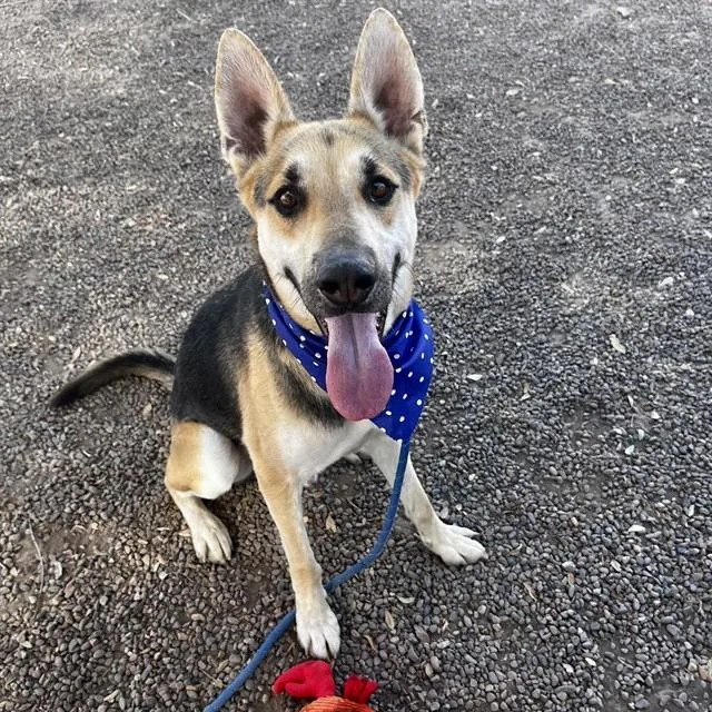 A young large-sized male German Shepherd Dog dog named Obi Wan for adoption in Mesa, AZ