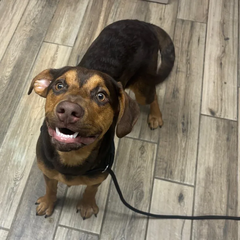 A young medium-sized male Brown / Chocolate Mixed Breed dog named Ironman for adoption in Henderson, KY