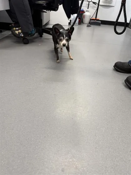 An adult small-sized male Mixed Breed dog named Dax for adoption in West Chester, PA