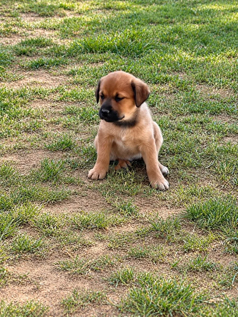 A baby medium-sized female Shepherd dog named Truvy Guitar for adoption in Andover, MA