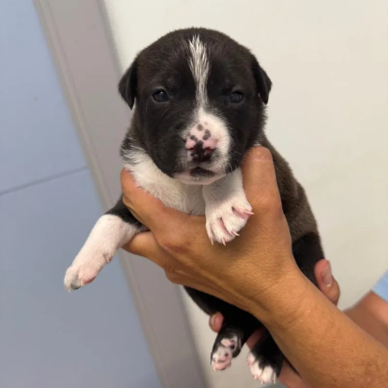 A baby large-sized female Black Mixed Breed dog named Mae for adoption in Casa Grande, AZ