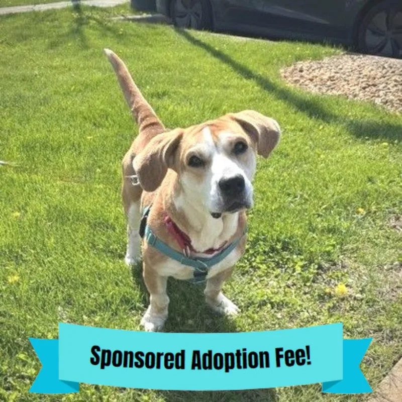 An adult medium-sized female Brown / Chocolate Basset Hound dog named Roxy for adoption in Novelty, OH