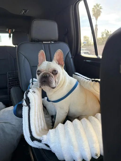 A young small-sized male French Bulldog dog named Hermie for adoption in Los Angeles, CA