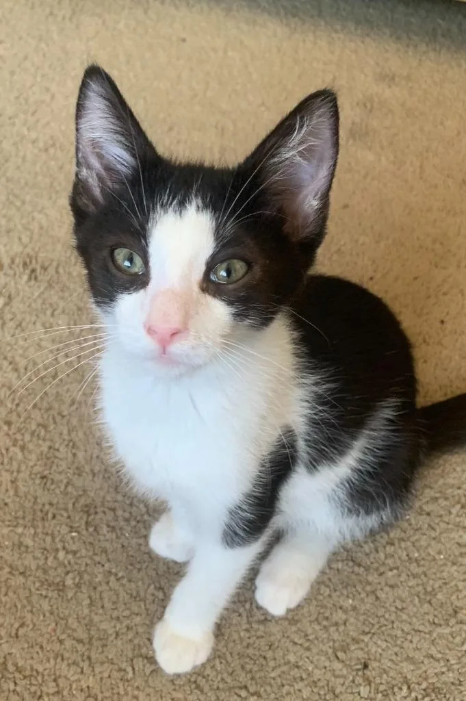 A baby medium-sized male Domestic Short Hair cat named Antonio "Toni for adoption in San Pedro, CA