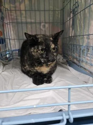 A baby small-sized female Domestic Short Hair cat named Dolly for adoption in Gainesville, FL