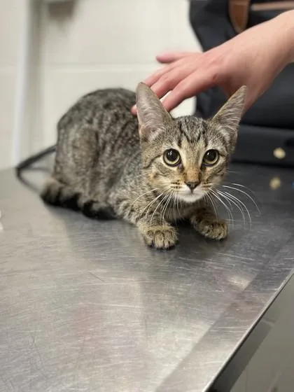 A baby small-sized female Gray / Blue / Silver Domestic Short Hair cat named Lady Fifington for adoption in Covington, LA
