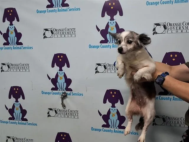 A senior small-sized female Chihuahua dog named Elsie for adoption in Orlando, FL