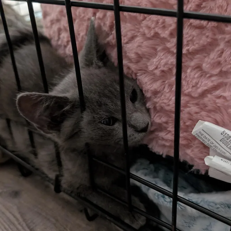 A baby small-sized male Gray / Blue / Silver Domestic Short Hair cat named Cillou for adoption in Buchanan Dam, TX