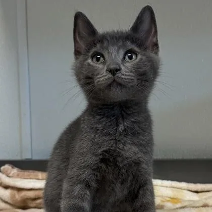 A baby medium-sized male Gray / Blue / Silver Domestic Short Hair cat named Peanut for adoption in Tinley Park, IL