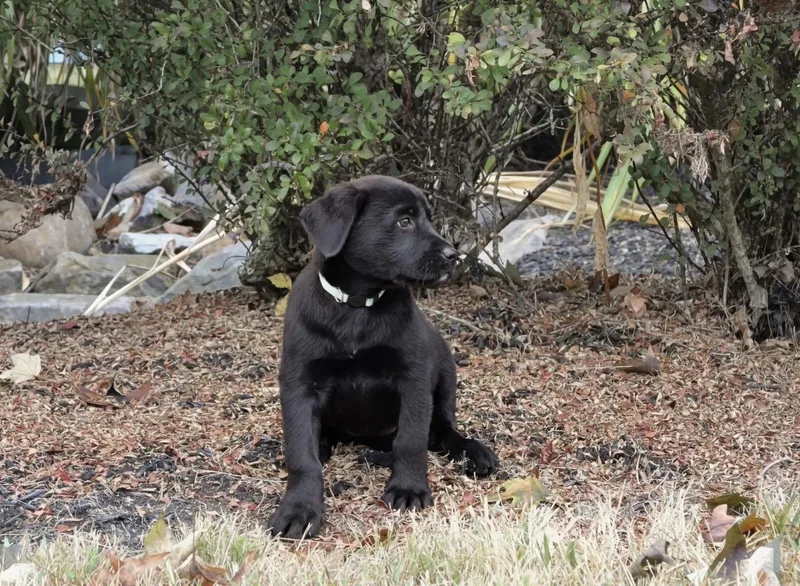 A baby large-sized male Black Labrador Retriever dog named Indiana for adoption in Spring hill, TN