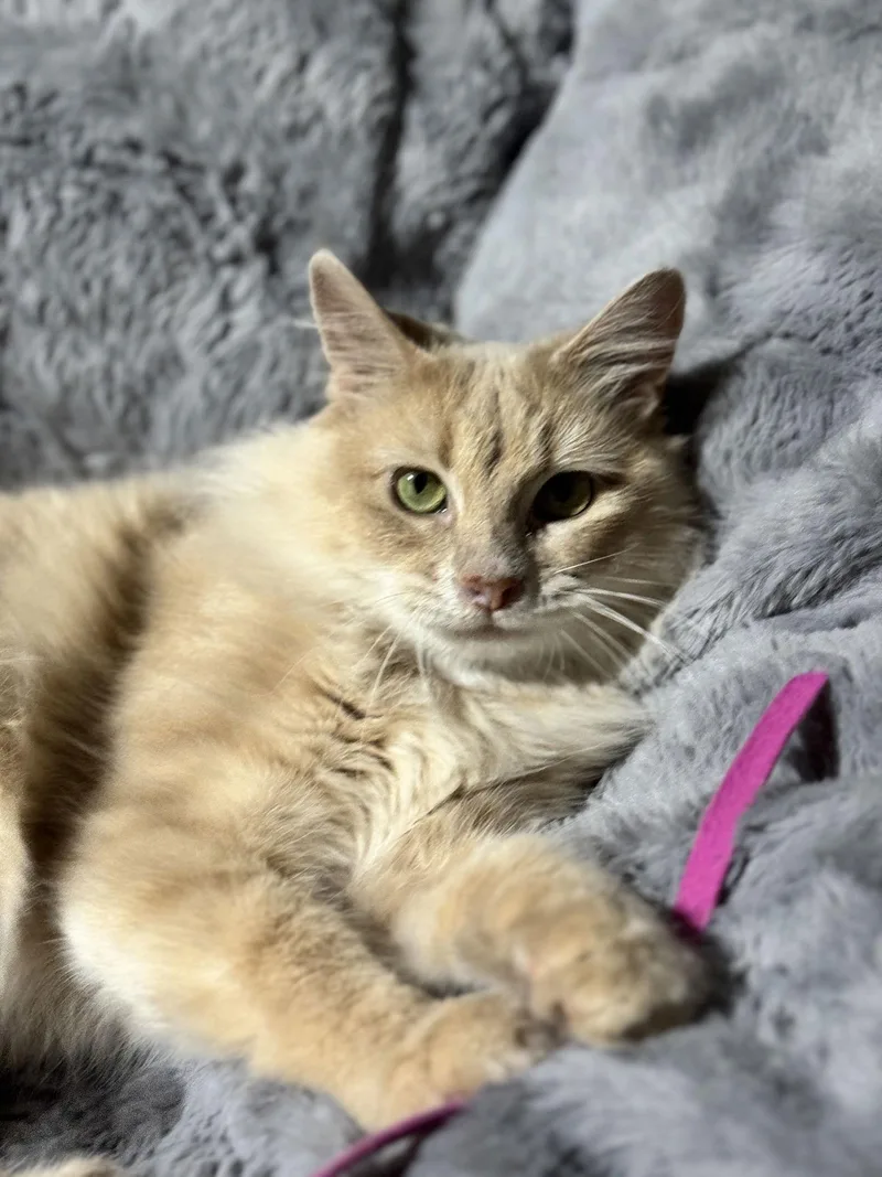 Roxie Mae thumbnail 2