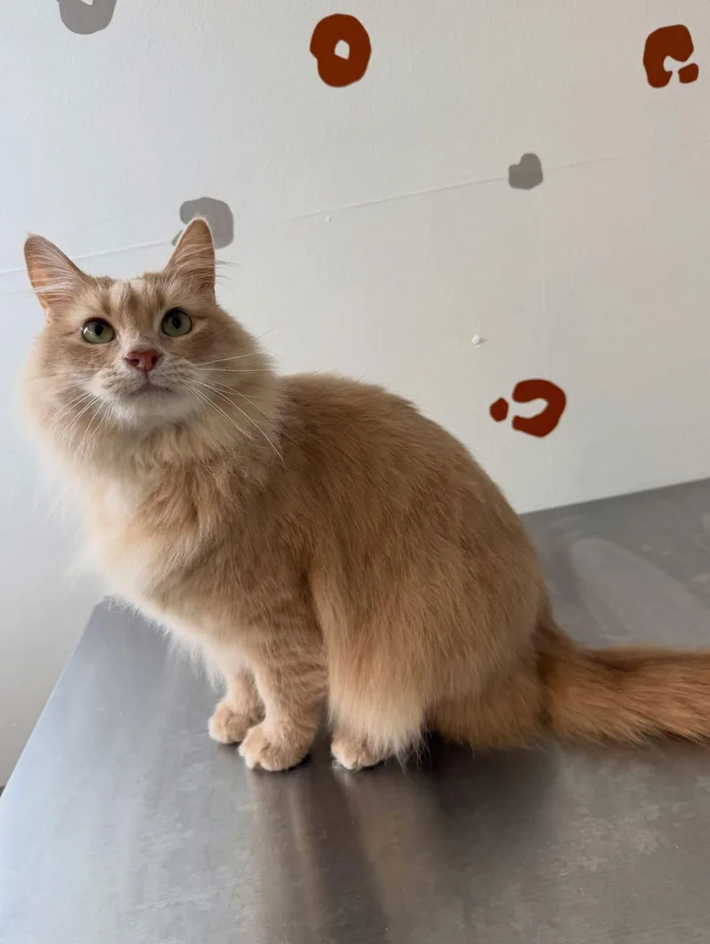 Roxie Mae thumbnail 3