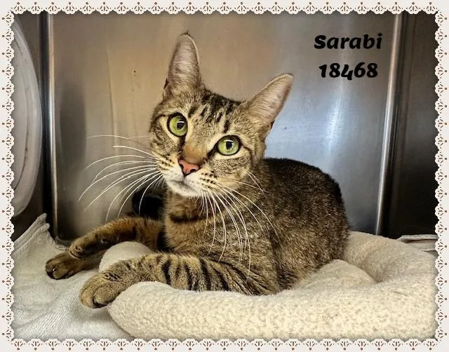 An adult medium-sized female Tabby (Brown / Chocolate) Domestic Short Hair cat named Sarabi See Also Stormy for adoption in Marietta, GA