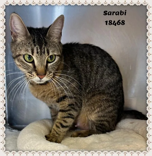 Sarabi See Also Stormy thumbnail 4