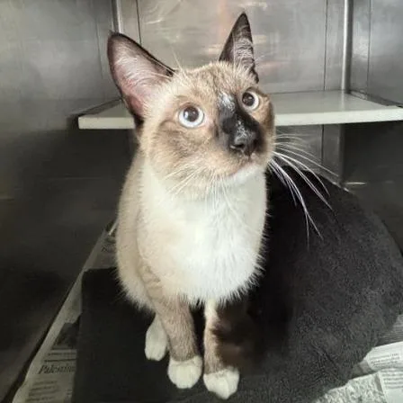 A young medium-sized male Domestic Short Hair cat named Billy for adoption in Hawthorne, CA