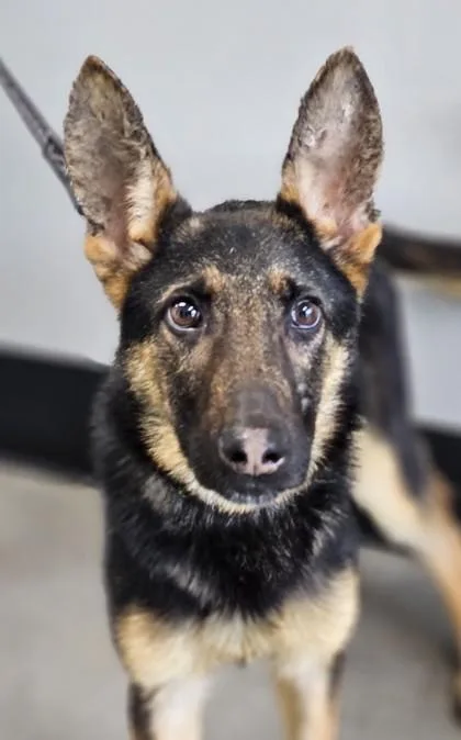 An adult small-sized female German Shepherd Dog dog named Rugar for adoption in West Chester, PA