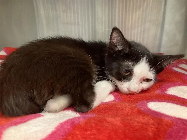 A baby small-sized male Domestic Short Hair cat named Gazpacho for adoption in Tustin, CA