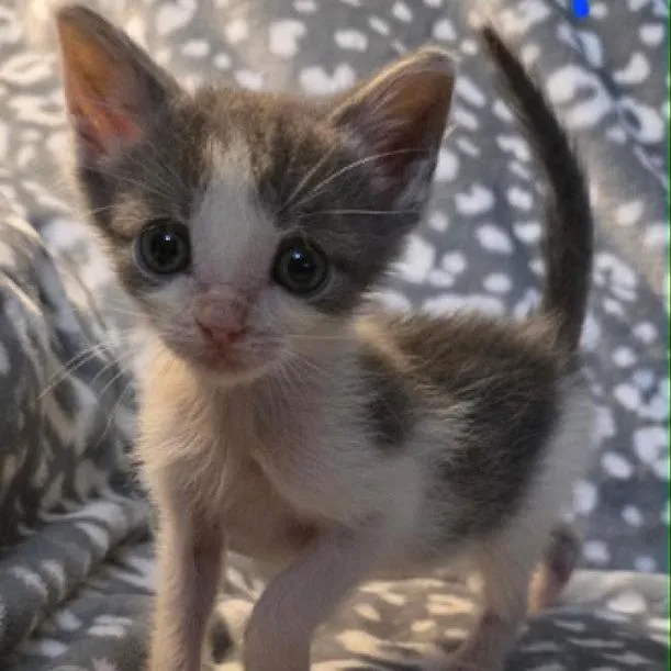 A baby small-sized male Gray / Blue / Silver Domestic Short Hair cat named Jackalope for adoption in South Elgin, IL