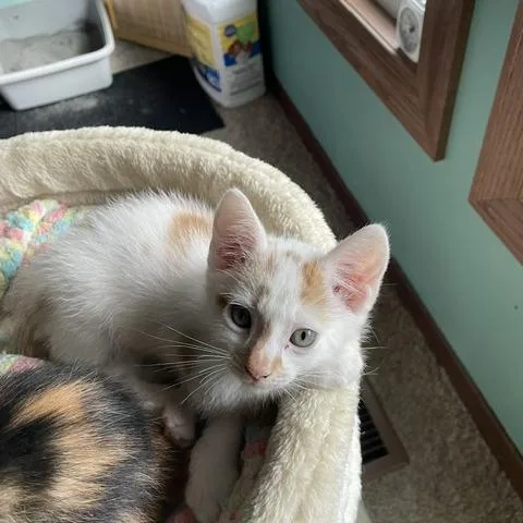 A baby small-sized male Orange / Red Domestic Short Hair cat named Kota C for adoption in Princeton, MN