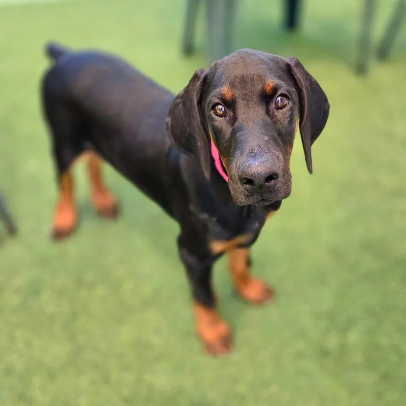 A young medium-sized female Doberman Pinscher dog named Rosie for adoption in Oakland Park, FL