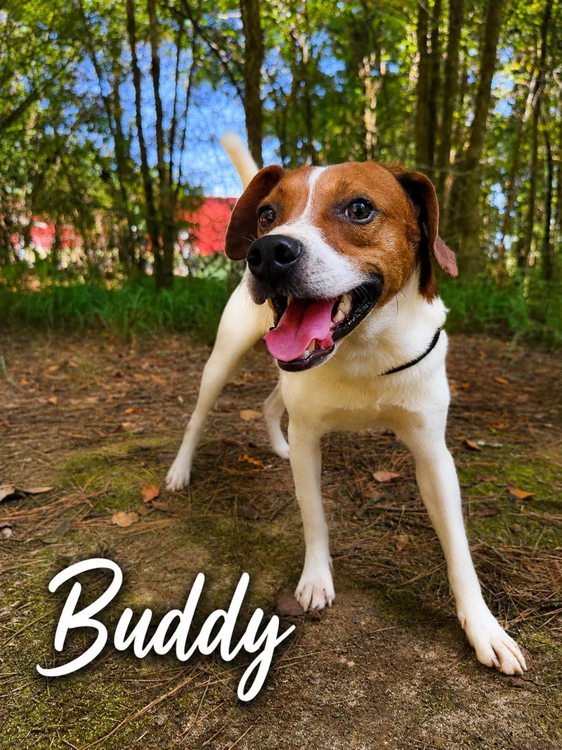 Buddy the Beagle