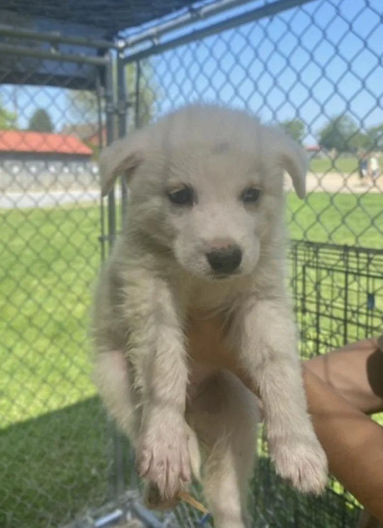 A baby large-sized male Great Pyrenees dog named Pyryel Lab Pups Boys for adoption in Coatesville, PA
