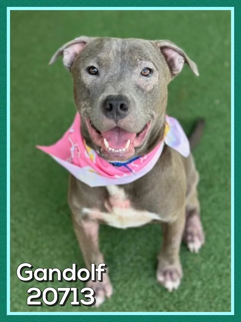 An adult medium-sized male Gray / Blue / Silver Pit Bull Terrier dog named Gandolf for adoption in Marietta, GA
