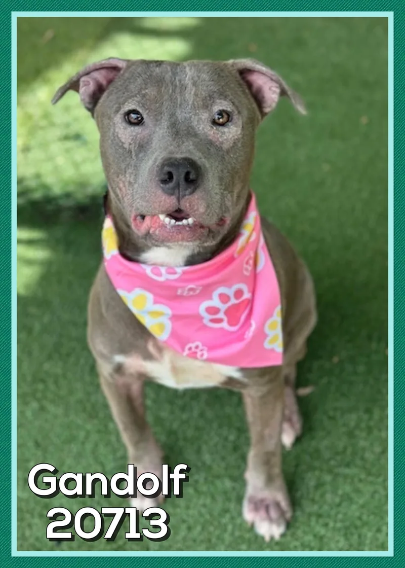 Gandolf thumbnail 4
