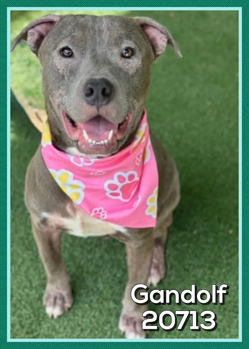 Gandolf thumbnail 5