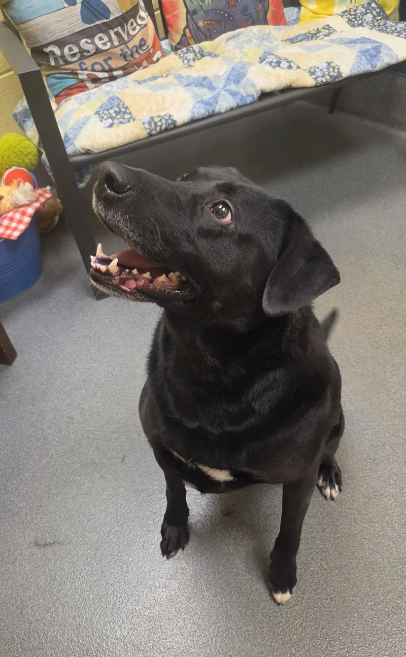 An adult large-sized male Black Labrador Retriever dog named Sebastian for adoption in Amherst, VA