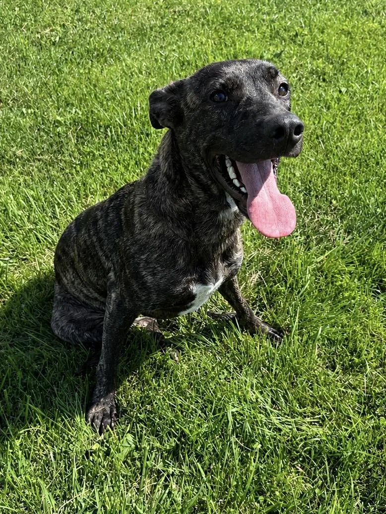 An adult large-sized female Mixed Breed dog named Annie and Bailey for adoption in Sault Sainte Marie, MI