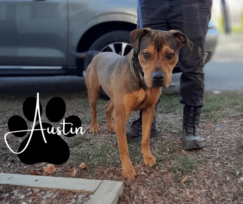 A young large-sized male Brown / Chocolate Black Mouth Cur dog named Austin for adoption in Marion, IN