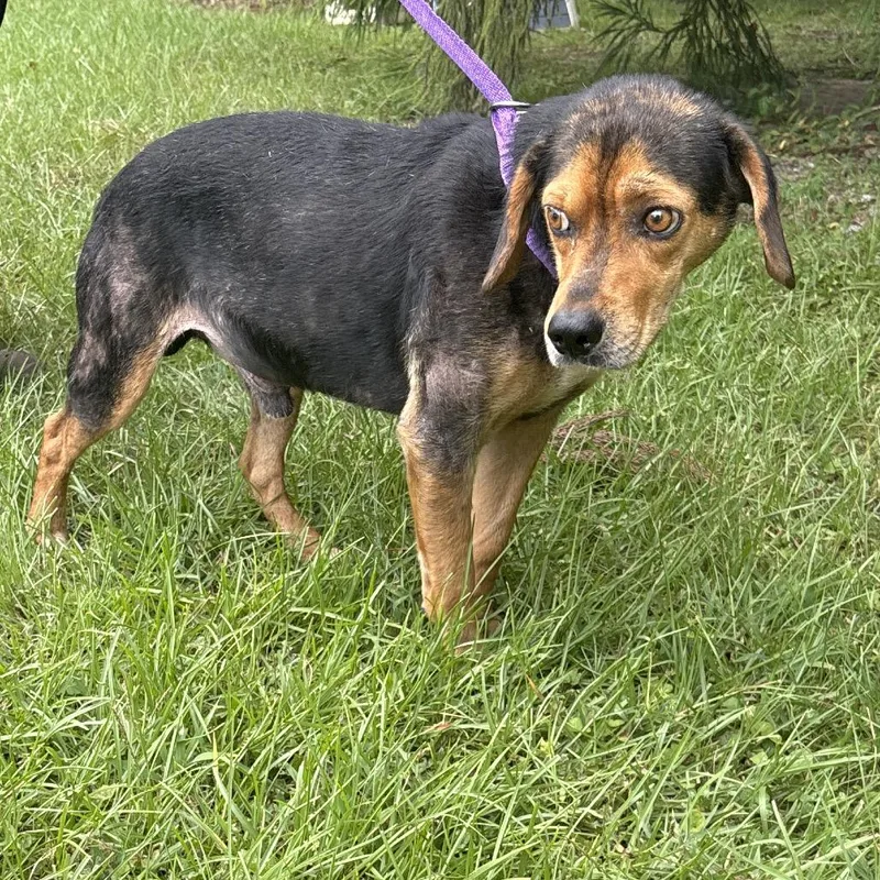 A young medium-sized male Black Beagle dog named Benjamin for adoption in Clanton, AL