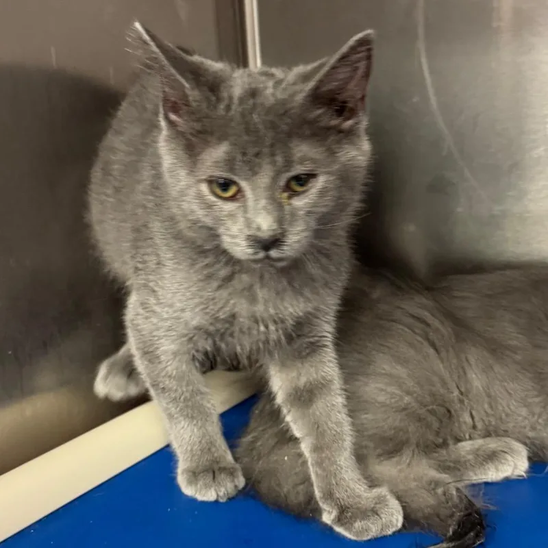 A baby small-sized male Gray / Blue / Silver Domestic Short Hair cat named Ned Leeds for adoption in Los Angeles, CA