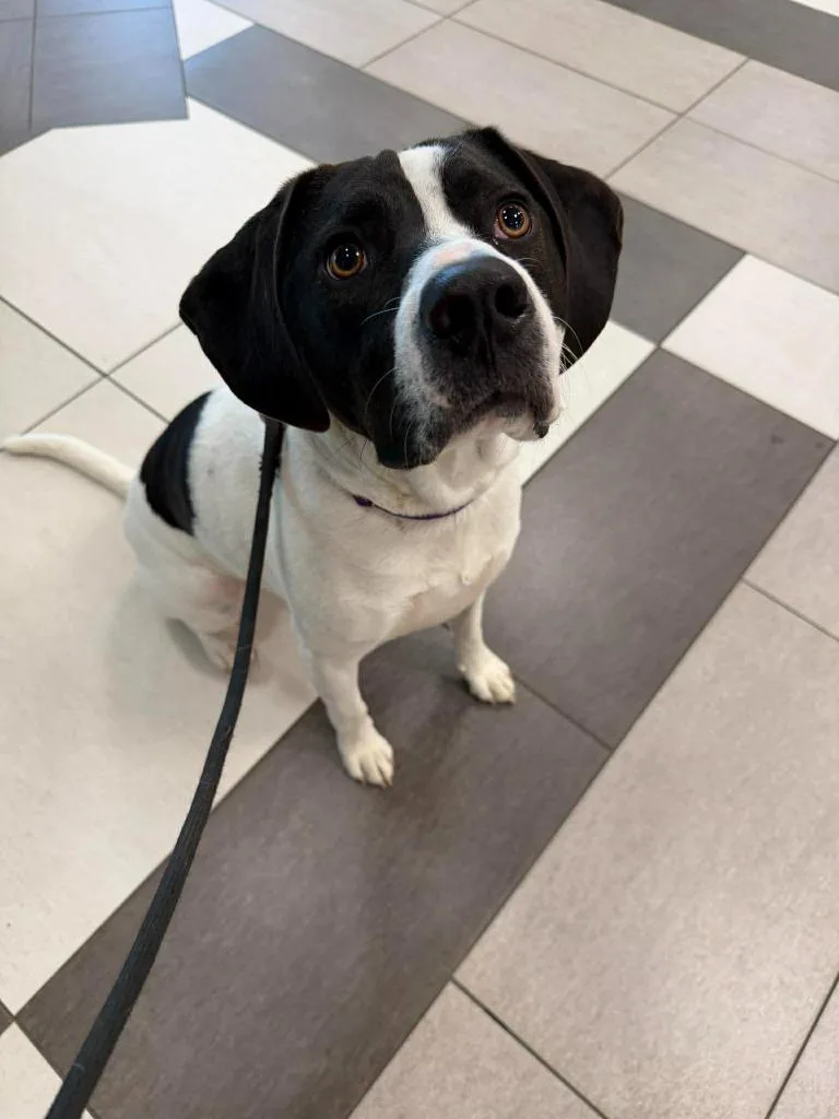 A young large-sized female Mixed Breed dog named Tsuki for adoption in Raleigh, NC