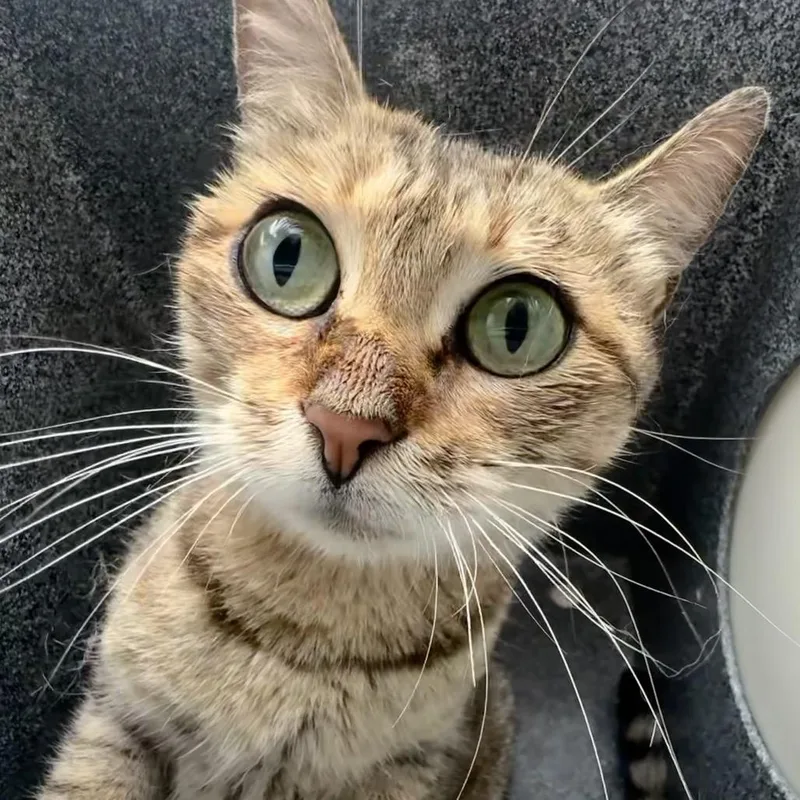 An adult medium-sized female Buff / Tan / Fawn Domestic Short Hair cat named Niles for adoption in Birmingham, AL