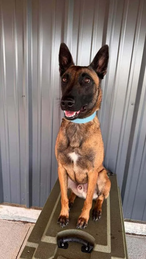 Jake Located In Oklahoma thumbnail 2