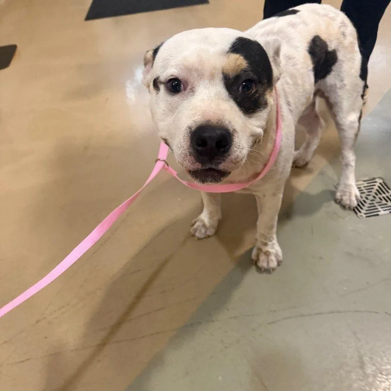 An adult large-sized male Tricolor (Brown, Black, & White) Mixed Breed dog named Jammy for adoption in Raleigh, NC