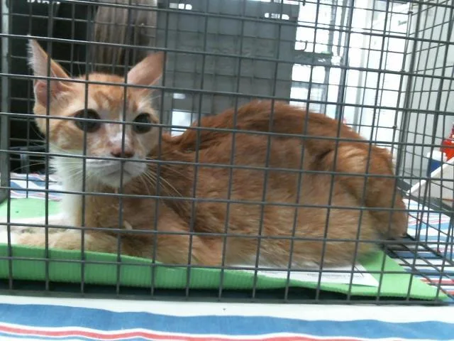 An adult medium-sized male Domestic Short Hair cat named Earl for adoption in Houston, TX